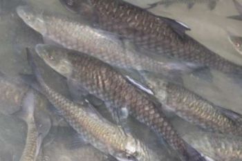 Ikan Jurung Primadona Kawasan Wisata Tangkahan Langkat 
