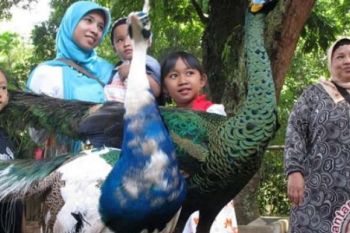 Merak Hijau Jadi Identitas Jatim