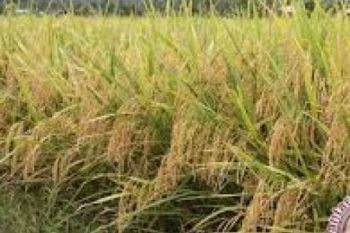 Yogyakarta Akan Mengembangkan Pertanian Padi Sehat
