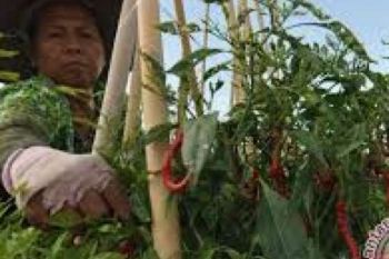 Pekanbaru Bantu Modal Petani Cabe Merah