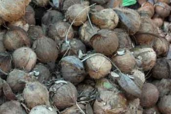 Target Peningkatan Produksi Kelapa