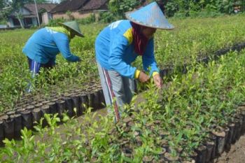Permintaan Bibit Luar Jawa