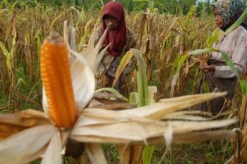 Harga Jagung Madura Turun