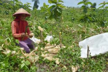 Optimalisasi Tumpang Sari