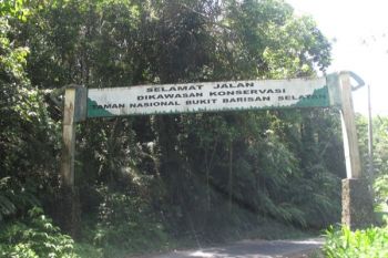 Ada Jejak Harimau Di Jalinbar Bengkulu-Lampung