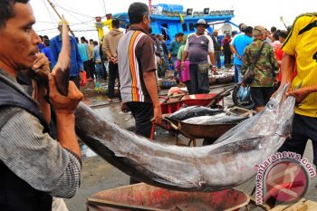 Ikan Todak Makin Berkurang