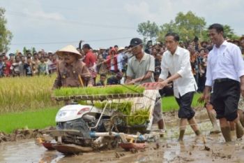 43,5 Ton Bibit Padi akan Diberikan ke Petani