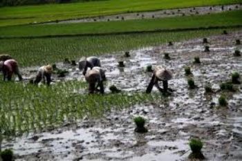 Petani Tunda Tanam Padi