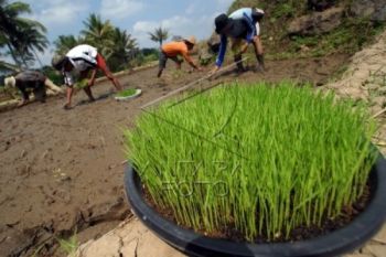 Tingkatkan Kualitas Panen, Petani Dilatih Budidaya Padi Organik