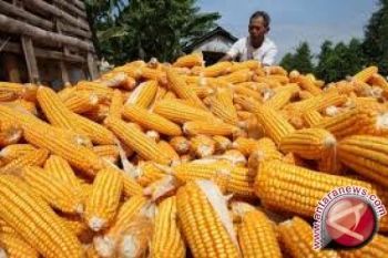 Petani Sigi Tunggu Bulog Beli Jagung