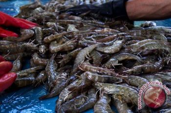 Di musim udang, pendapatan nelayan Bengkulu melambung