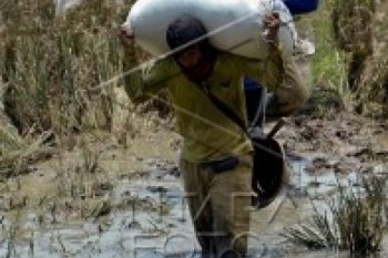 Bulog Terus Pantau Harga Beras di Jateng
