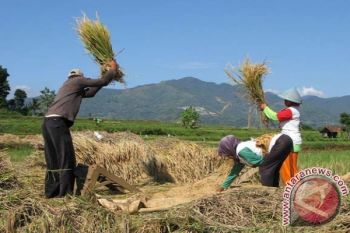 Batang Targetkan Produksi Beras 186.000 Ton