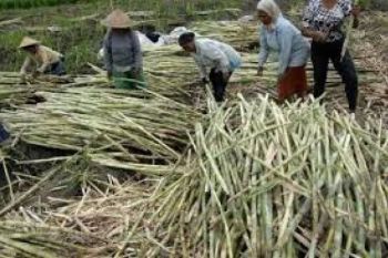 Merugi, Petani Tebu Desak PG Tingkatkan Rendemen