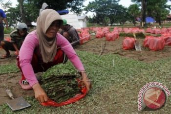 PRODUKSI RUMPUT GAJAH MINI