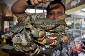 Induk kepiting jangan dihabiskan