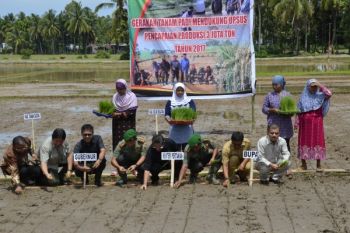 Dirjen Hortikultura Tanam Padi Perdana di Padangpariaman