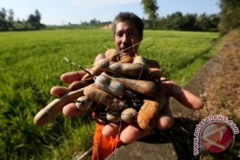 Panen Asam Jawa