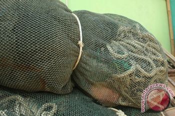 Dilarang Gunakan Jaring Cantrang, Pemerintah Harus Berikan Solusi
