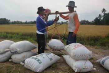 Panen Raya, Harga Gabah Kering Anjlok