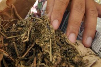 Warga PNG ditangkap karena membawa dua kilogram ganja