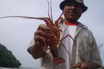 Gunung Kidul sosialisasikan aturan penangkapan lobster 
