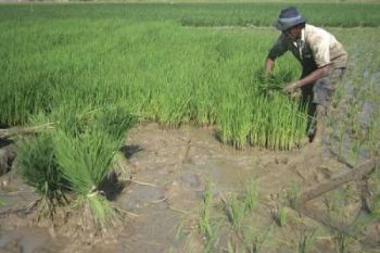 Capai Swasembada Pangan, Petani Diimbau Percepat Masa Tanam