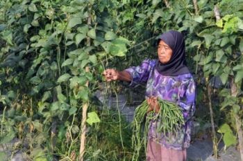 65.000 Kartu Tani di Banyumas Didistribusikan 