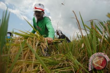 Farmers refuse govt's plans to import rice