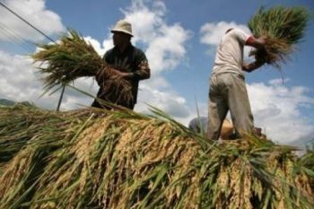 Serap Gabah Petani, Bulog Banyumas Gandeng 53 Mitra