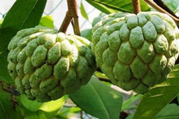 Petani Gunung Kidul kembangkan buah srikaya 