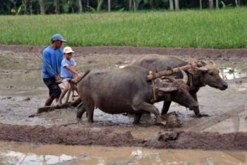 Tingkatkan Minat Bertani, Temanggung Berdayakan Pemuda 