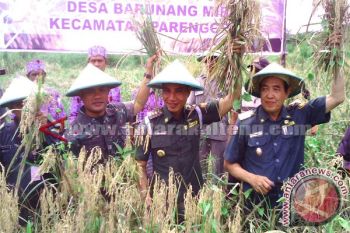 Petani Panen Padi Di Tengah Perkebunan Sawit 
