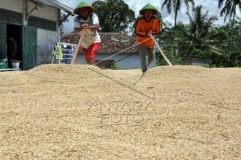 Masuki Panen, Harga Gabah Berangsur Turun