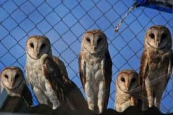 Disiapkan Perda Larangan Berburu Burung Hantu 