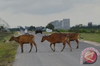 Sapi Berkeliaran di Jalan Pangkalan Bun-Kotawaringin Lama Ganggu Lalu Lintas