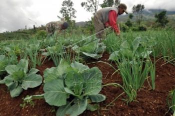 Petani Bingung Gunakan Kartu Tani