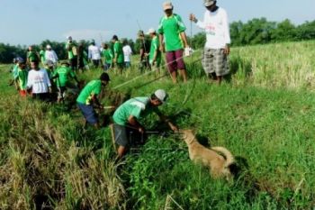 Gotong Royong Berburu Tikus