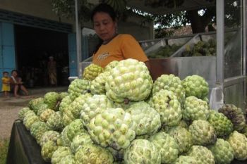 Buah Srikaya
