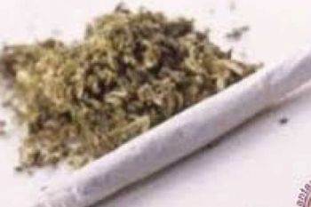 Polisi Amankan 10 Kilogram Ganja Di Dumai