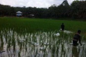 Kampar Kembangkan Pola Mina Padi