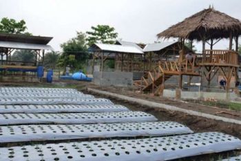 Kemandirian Pangan Tingkatkan Status Sosial Masyarakat
