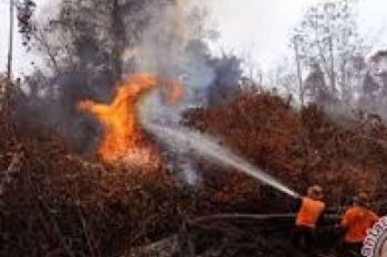 Dirut Perusahaan Kehutanan Berjibaku Padamkan Kebakaran Lahan