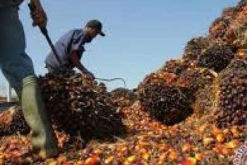 Malaysia Riau To Jointly Produce Palm Oil Derivates