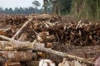 Greenpeace Cari Aman Terkait Konflik APP