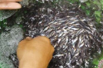 Rumah Benih Riau Targetkan Produksi 150.000 Bibit
