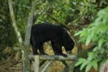 Dua Beruang Dilepasliarkan Ke Bukit rimbang Baling
