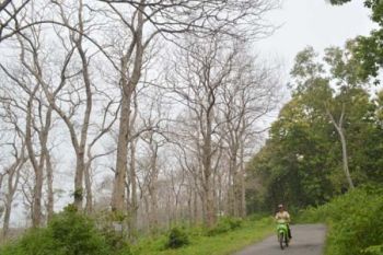 Pohon Jati Teresan