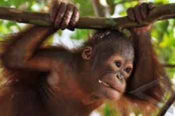 BKSD Jateng Evakuasi Orang Utan dari Rumah Warga