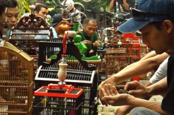 LOMBA BURUNG BERKICAU